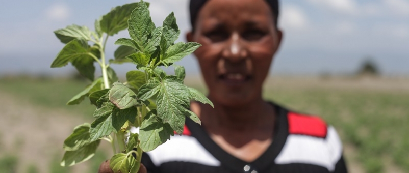 Drought tolerant sesame