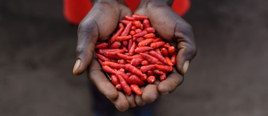Small seeds go a long way in northern Uganda